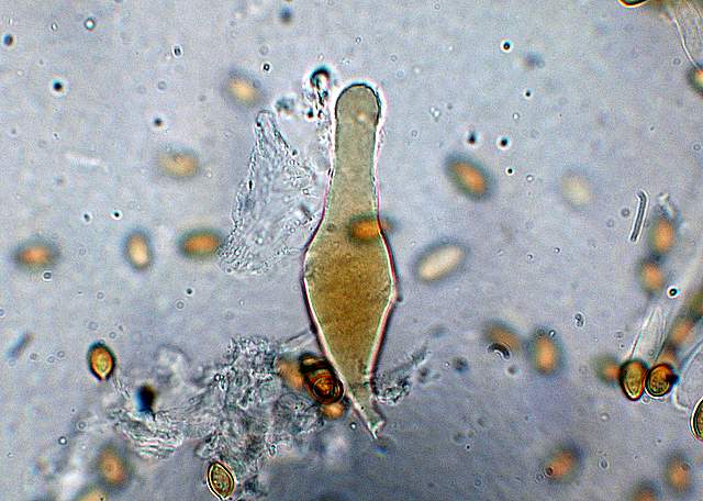 Agrocybe sororia s.l.